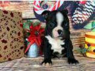 Boston Terrier Puppy for sale in Arthur, IL, USA