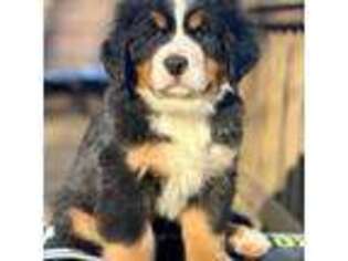 Bernese Mountain Dog Puppy for sale in Madison Heights, VA, USA