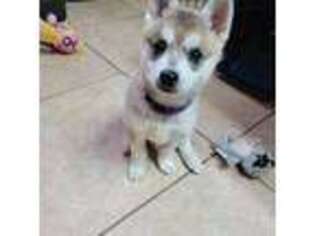Alaskan Klee Kai Puppy for sale in Loves Park, IL, USA