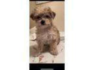 Yorkshire Terrier Puppy for sale in Saint Albans, NY, USA