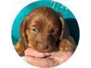 Dachshund Puppy for sale in Silver Springs, NV, USA