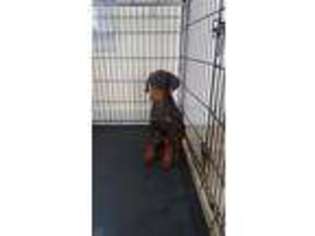 Doberman Pinscher Puppy for sale in Maple Heights, OH, USA