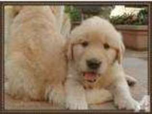 Golden Retriever Puppy for sale in LOMITA, CA, USA