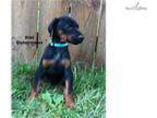 Doberman Pinscher Puppy for sale in Youngstown, OH, USA