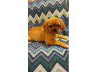 Puggle Puppy for sale in Evansville, IN, USA