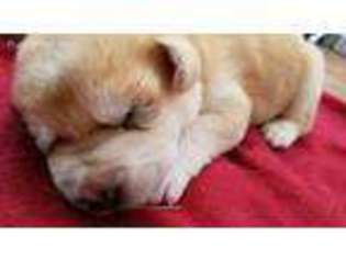 Akita Puppy for sale in Gulfport, MS, USA