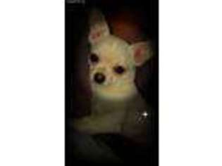 Chihuahua Puppy for sale in Holland Patent, NY, USA