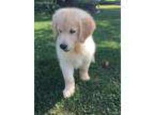 Golden Retriever Puppy for sale in Huntingdon, PA, USA