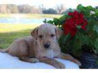 Labradoodle Puppy for sale in Lake Butler, FL, USA
