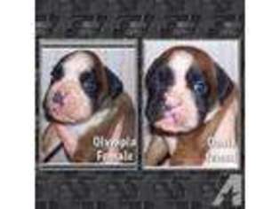 Boxer Puppy for sale in STANWOOD, WA, USA