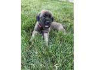 Mastiff Puppy for sale in Middleton, MI, USA