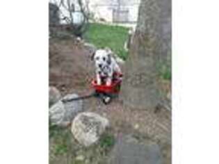 Dalmatian Puppy for sale in Shipshewana, IN, USA