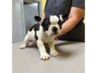 French Bulldog Puppy for sale in Henderson, NC, USA