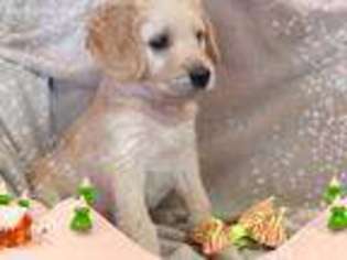 Goldendoodle Puppy for sale in Ash Grove, MO, USA