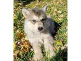 Alaskan Malamute Puppy for sale in Bushnell, IL, USA