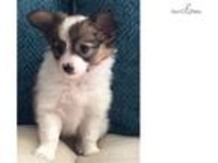 Papillon Puppy for sale in Minneapolis, MN, USA