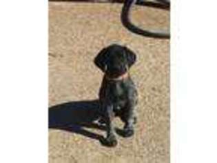 German Shorthaired Pointer Puppy for sale in Friendsville, TN, USA