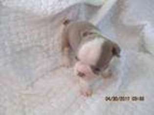Boston Terrier Puppy for sale in Attalla, AL, USA