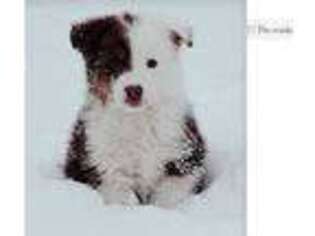 Australian Shepherd Puppy for sale in Bowling Green, KY, USA