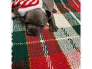 French Bulldog Puppy for sale in Peoria, IL, USA