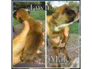 Boxer Puppy for sale in SHELBY, NC, USA