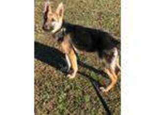 German Shepherd Dog Puppy for sale in Fort Mitchell, AL, USA