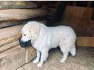 Great Pyrenees Puppy for sale in Independence, VA, USA