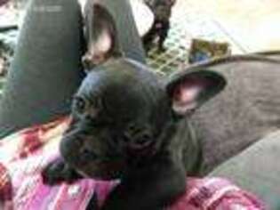 French Bulldog Puppy for sale in Tigerton, WI, USA