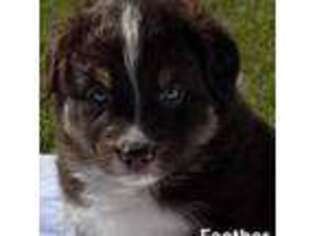 Australian Shepherd Puppy for sale in Magee, MS, USA