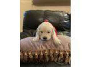 Golden Retriever Puppy for sale in Chula Vista, CA, USA
