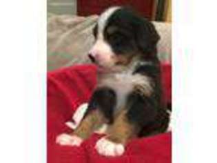Bernese Mountain Dog Puppy for sale in Little Rock, AR, USA