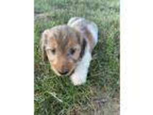 Dachshund Puppy for sale in Squires, MO, USA
