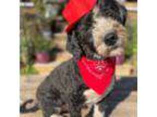 Mutt Puppy for sale in Olivehurst, CA, USA