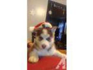 Siberian Husky Puppy for sale in HILTON, NY, USA