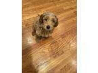 Labradoodle Puppy for sale in Waltham, MA, USA