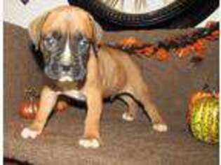 Boxer Puppy for sale in Fairmont, NC, USA