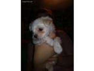 Maltese Puppy for sale in Neosho, MO, USA