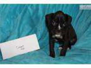 Boxer Puppy for sale in Des Moines, IA, USA