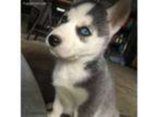 Siberian Husky Puppy for sale in Tappahannock, VA, USA