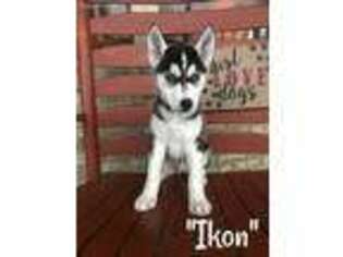 Siberian Husky Puppy for sale in Adolphus, KY, USA