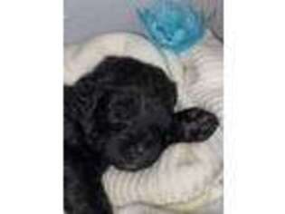 Labradoodle Puppy for sale in Rowlett, TX, USA
