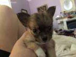 Chihuahua Puppy for sale in Roanoke, AL, USA