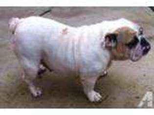 Bulldog Puppy for sale in FRESNO, CA, USA