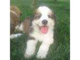 Bernese Mountain Dog Puppy for sale in West Alexandria, OH, USA
