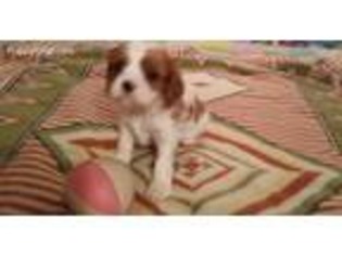 Cavalier King Charles Spaniel Puppy for sale in Bucyrus, MO, USA