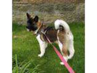 Akita Puppy for sale in Saint Paul, MN, USA