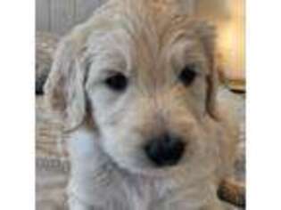 Goldendoodle Puppy for sale in Mullin, TX, USA