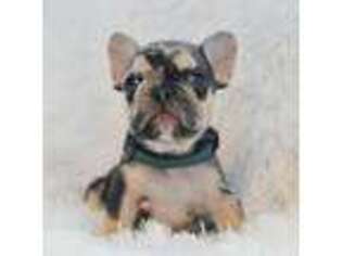 French Bulldog Puppy for sale in Madison, NC, USA