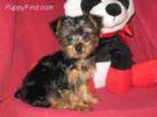 Yorkshire Terrier Puppy for sale in Hartford, AR, USA