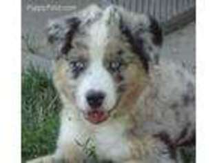 Australian Shepherd Puppy for sale in Crete, IL, USA